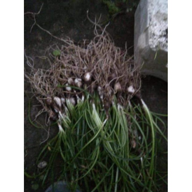 1 Củ Huệ Mưa Màu Trắng