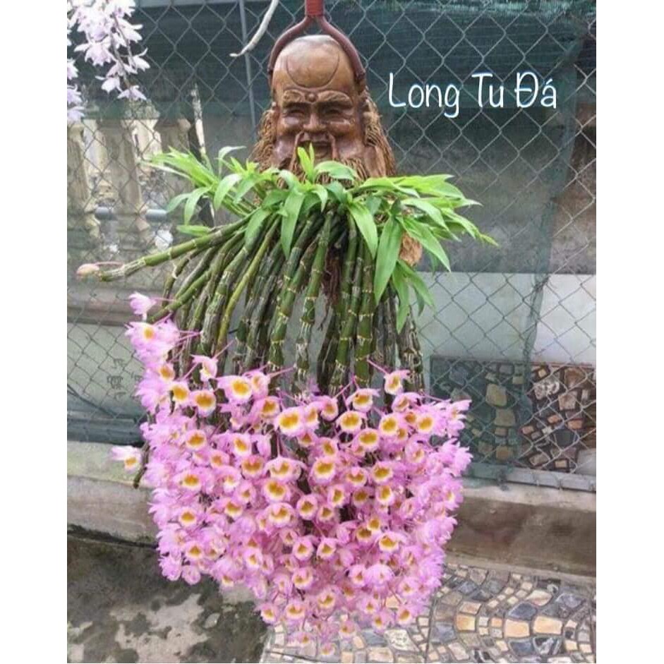lan long tu đá hoa tím