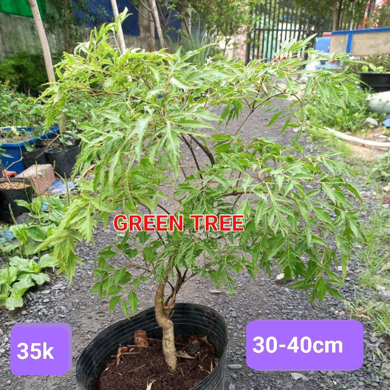 Cây đinh lăng lá nhỏ(lá nếp)