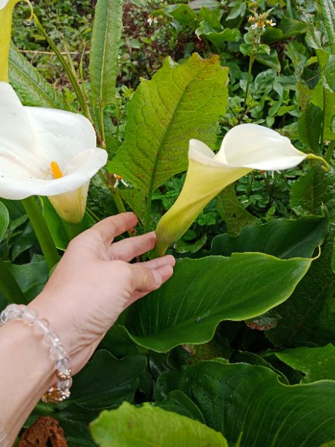 6 củ giống hoa rum trắng