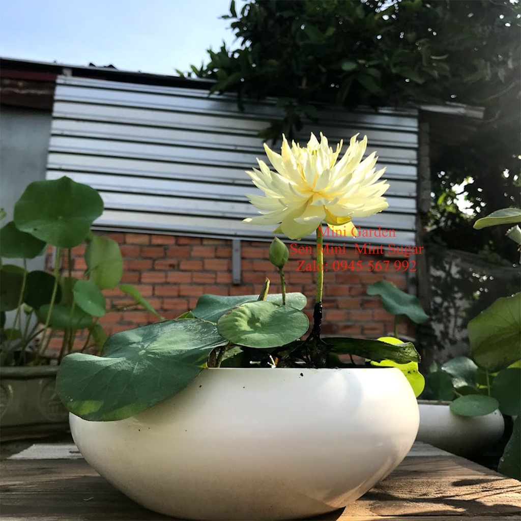 Củ Giống Hoa Sen Mini Nhật Mint Sugar