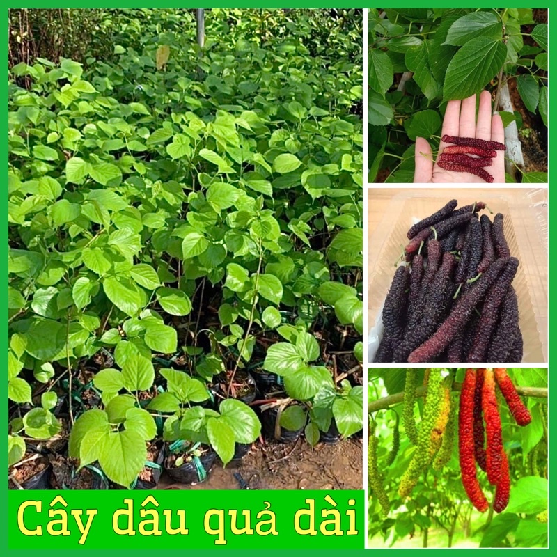 Cây dâu quả dài đài loan siêu ngọt siêu trái cây giống cao 50- 60cm 6 tháng ra quả
