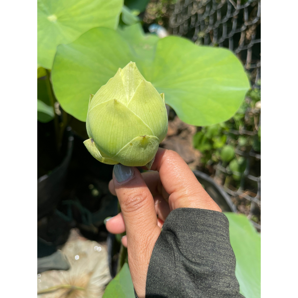 Chậu sen quan âm trắng (chỉ giao hoả tốc HCM)