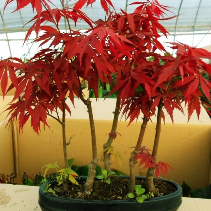 [MUA 10 TẶNG 1] - Set 10 gói Hạt giống phong lá đỏ Bonsai