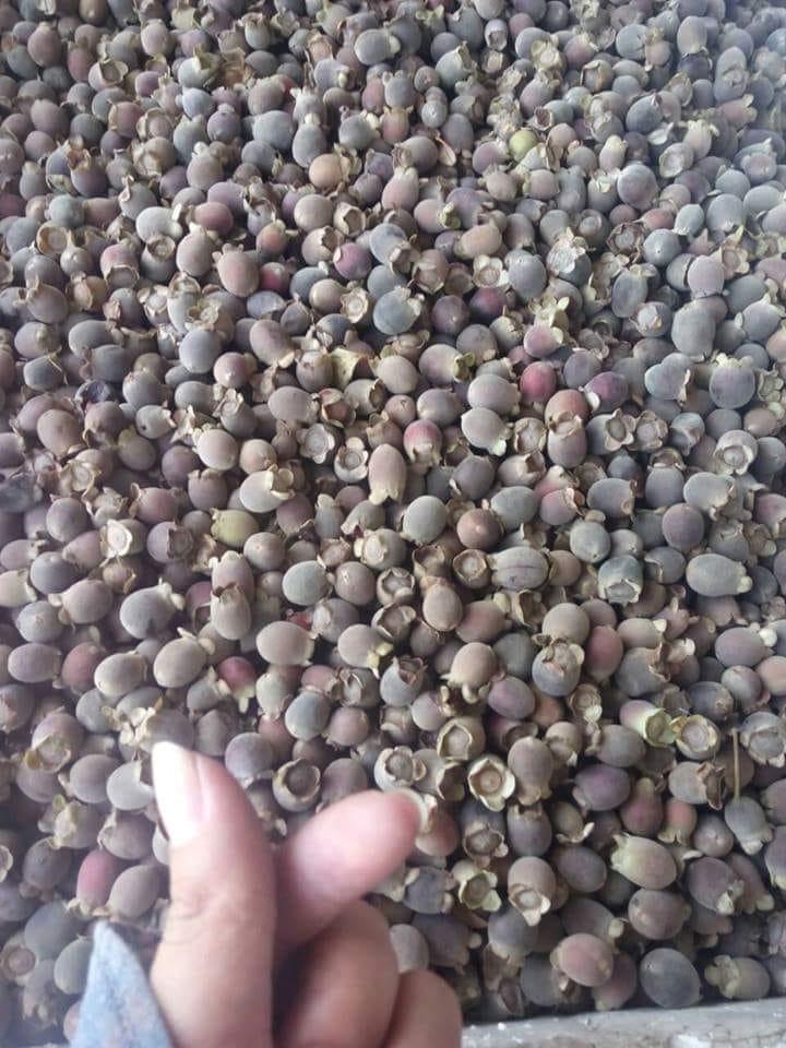 [HCM]1kg Sim rừng khô - SIM NÚI Hà Tĩnh