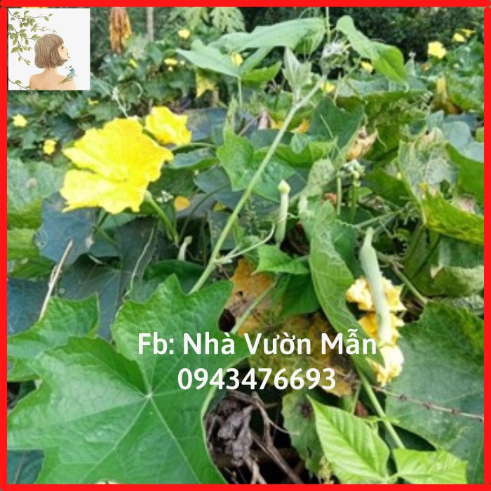 5 hạt giống mướp siêu trái