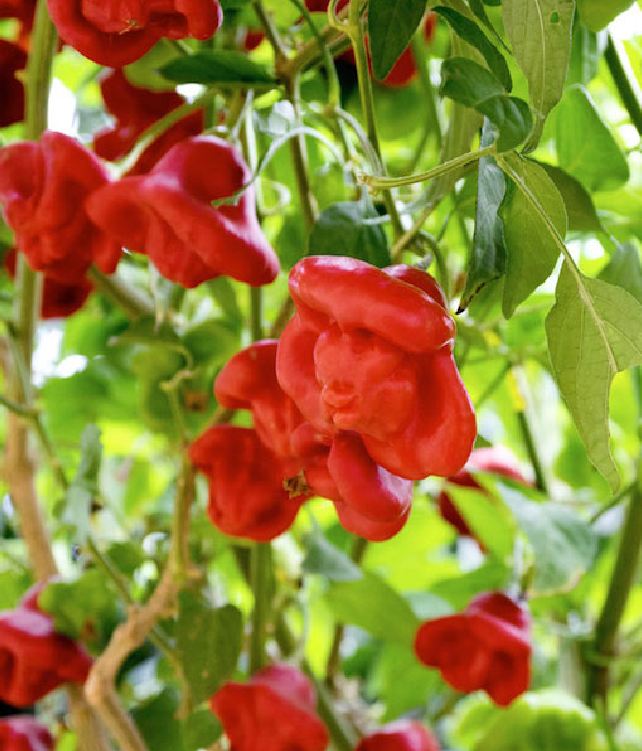 "Gói 20 "Hạt giống ớt chuông gió ( ớt hoa hồng ) [Seeds]