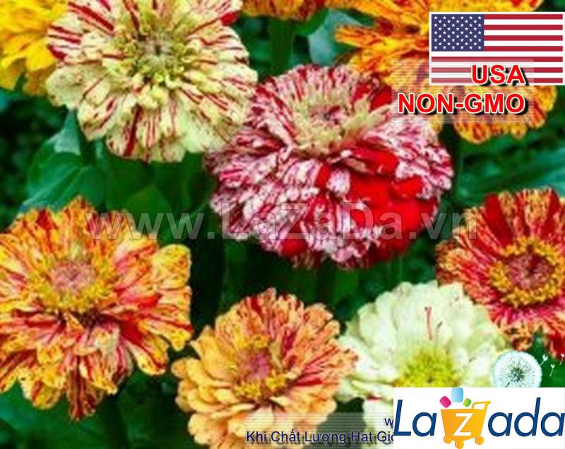 50h Hạt Giống Hoa Cúc Lá Nhám CandyStripe (C4.200| -KD: B41*V73*M165)