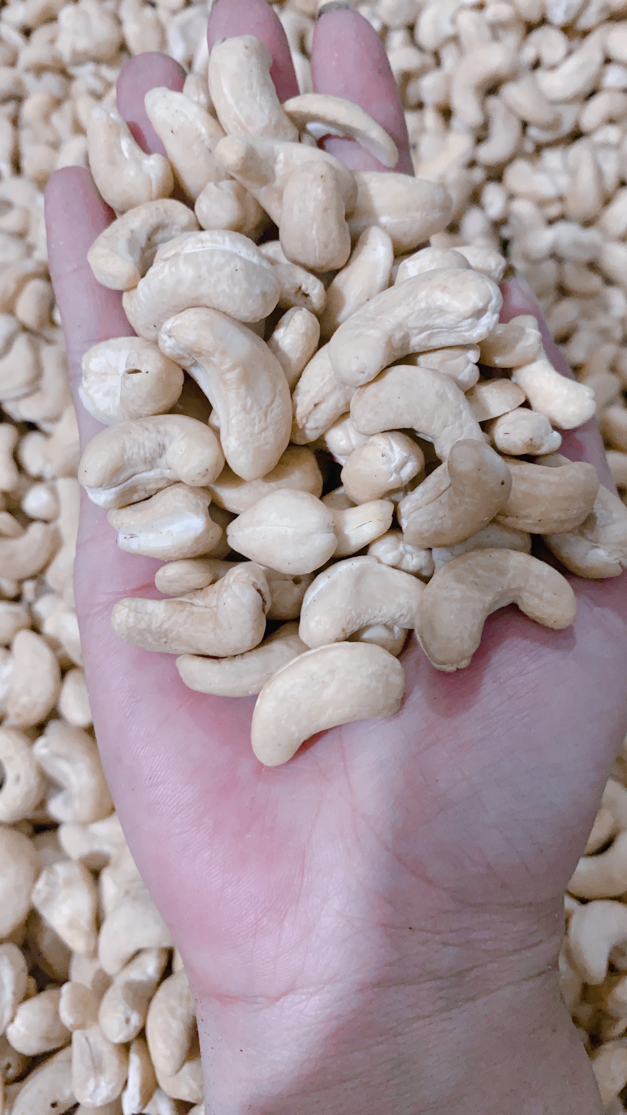 500G Kê nếp hữu cơ