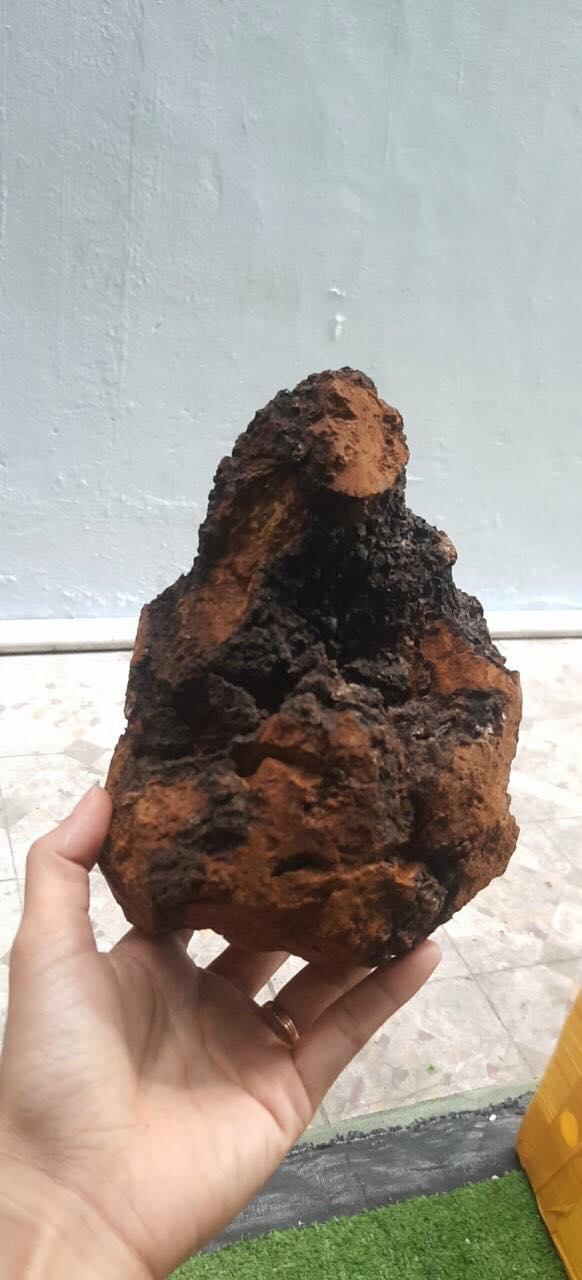 Nấm Chaga Nga Siberia 1kg