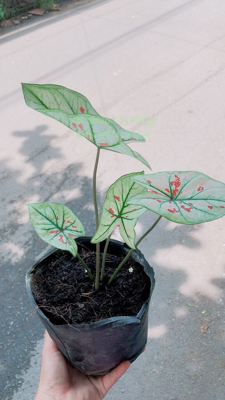 Cây môn kiểng hàng đẹp