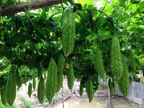 10 Hạt Giống Mướp Đắng ( Hạt Giống Khổ Qua )