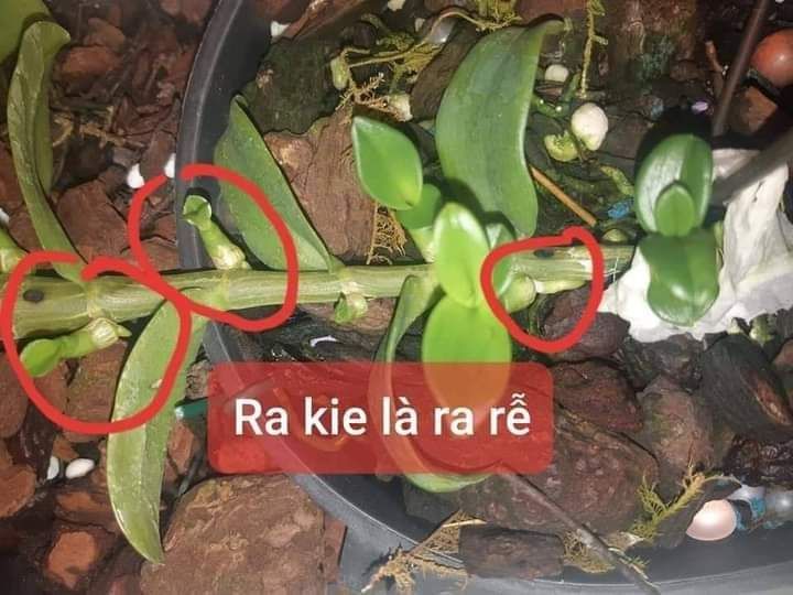 [HCM]Phân bón chuyên lan PHS Trí Việt