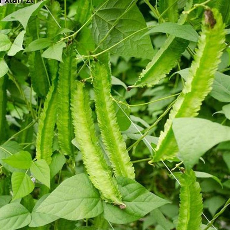 Hạt giống Đậu Rồng xanh - Dễ Trồng, Siêu Trái