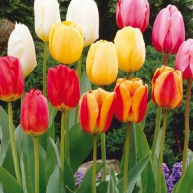 Set 5 củ hoa tulip mix 5 màu  ( 5 màu  đỏ , vàng , cam,tím sọc , trắng đỏ lửa )