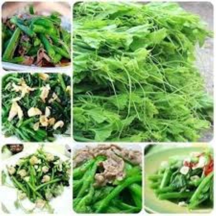 hạt giống bí siêu ngọn 20 hạt
