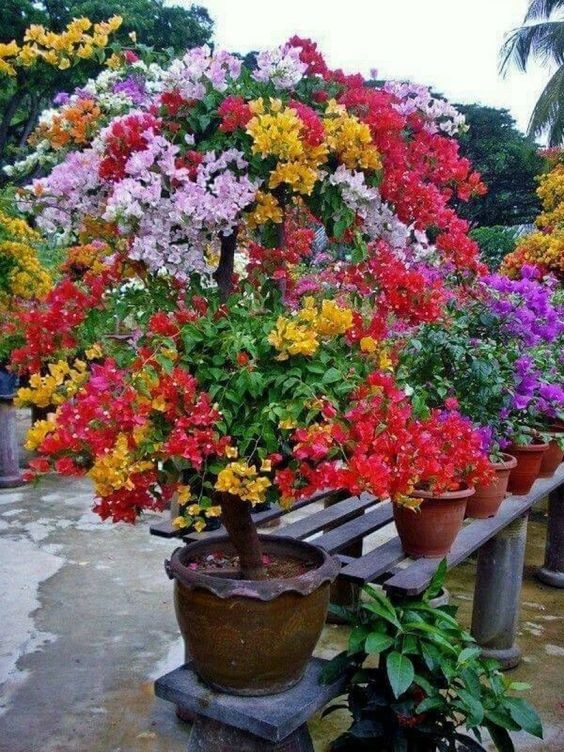 CÂY GIỐNG HOA GIẤY NGŨ SẮC