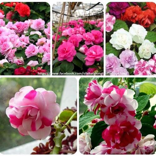 Hạt giống hoa ngọc thảo kép mix màu - 1 gói 5 hạt