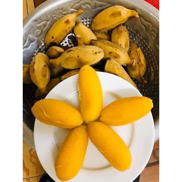 CÂY GIỐNG CHUỐI SÁP NGHỆ SIÊU SỚM (8 THÁNG CHO TRÁI,) (cây giống bảo hành )