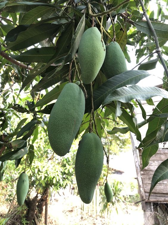 Cây giống xoài tượng