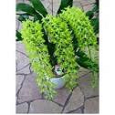 CHẬU LAN VŨ NỮ HOÀNG HẬU XANH