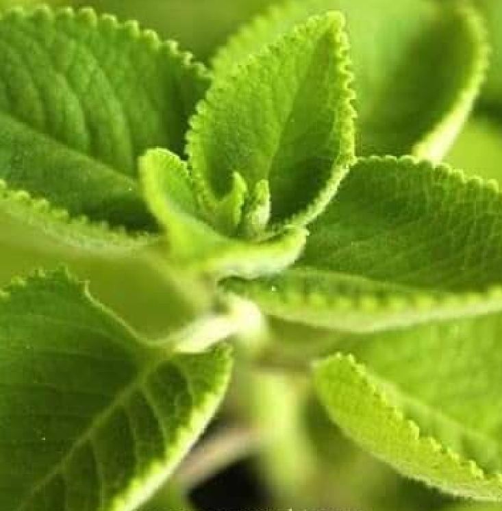 Hạt giống húng chanh - gói 0.1 gram ( 550 hạt)