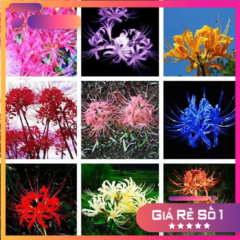 Củ bỉ ngạn đủ màu như hình - size hoa