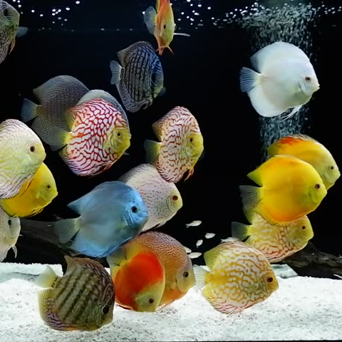 Thức ăn cá đĩa Pro's choice Discus 60g