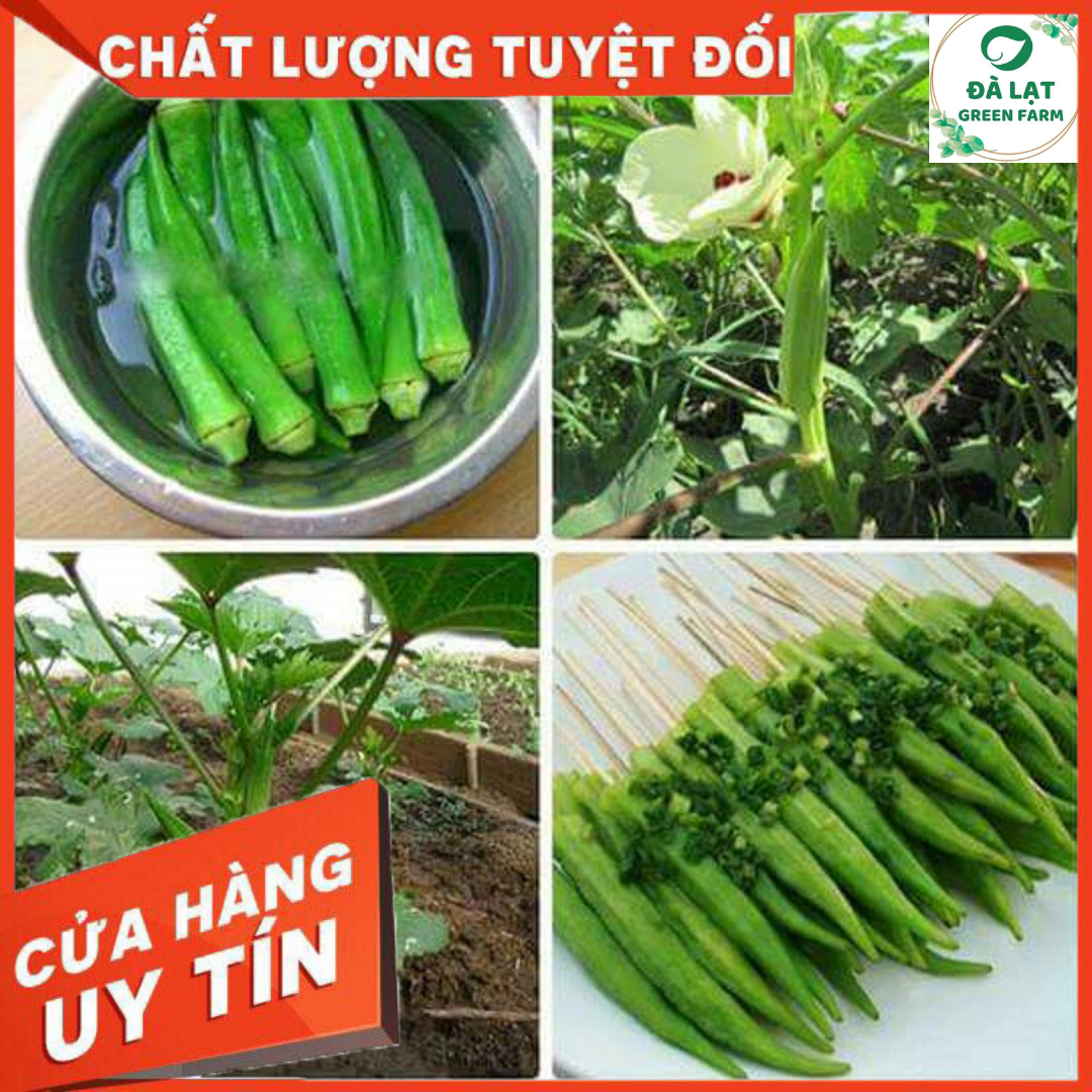 20GR_HẠT GIỐNG ĐẬU BẮP XANH (NẢY MẦM CỰC CHUẨN)