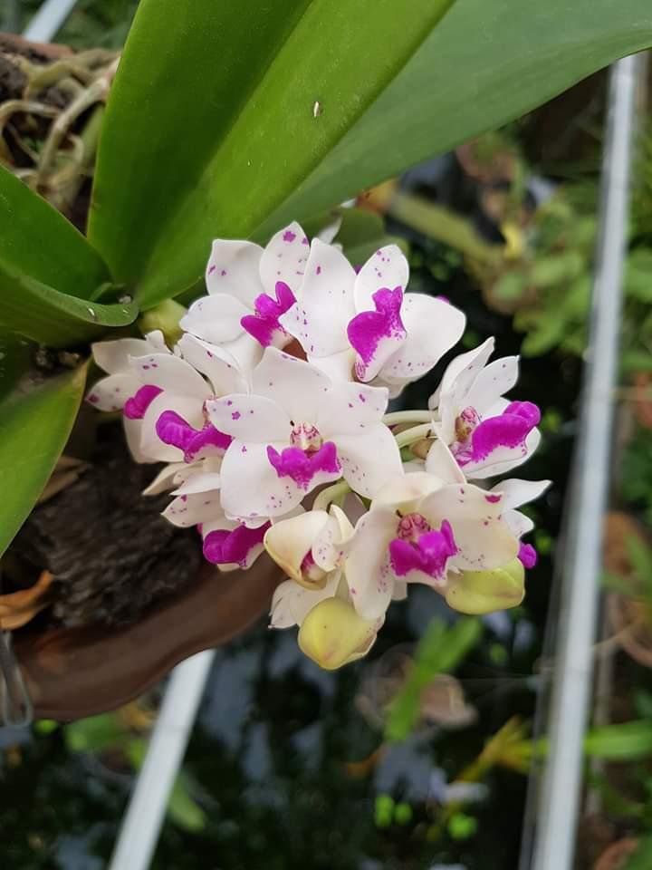 Lan rừng ngọc điểm (ghép chậu 1 cây)