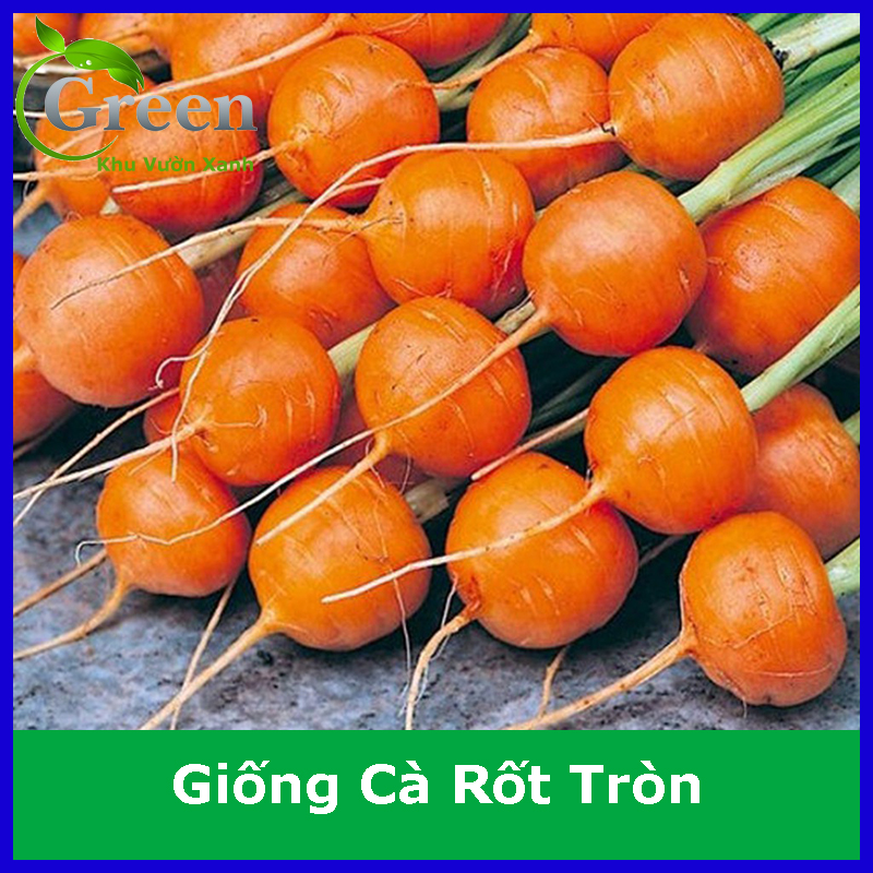 Hạt Giống Cà Rốt Tròn Baby Dễ Trồng, Sinh Trưởng Mạnh
