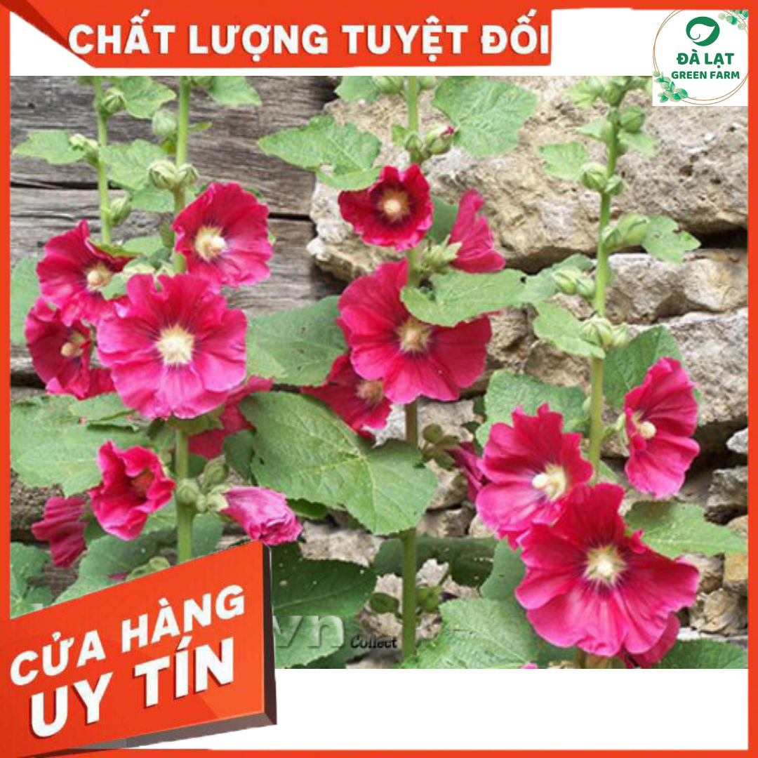 🍀40H_HẠT GIỐNG HOA MÃN ĐÌNH HỒNG(DỄ TRỒNG)🍀