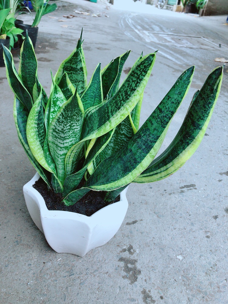 [HCM]Chậu Lưỡi Hổ Size Lớn