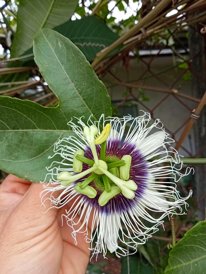 Cây chanh dây vàng