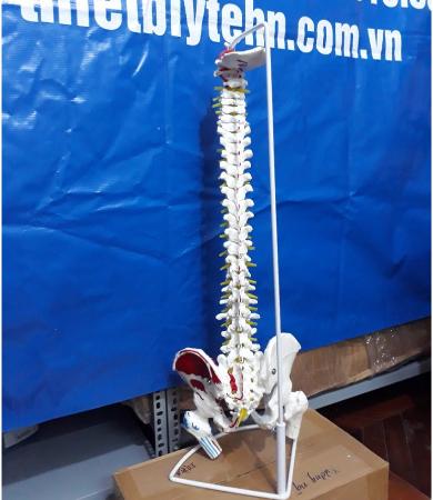 Mô hình xương cột sống , khung chậu 83cm