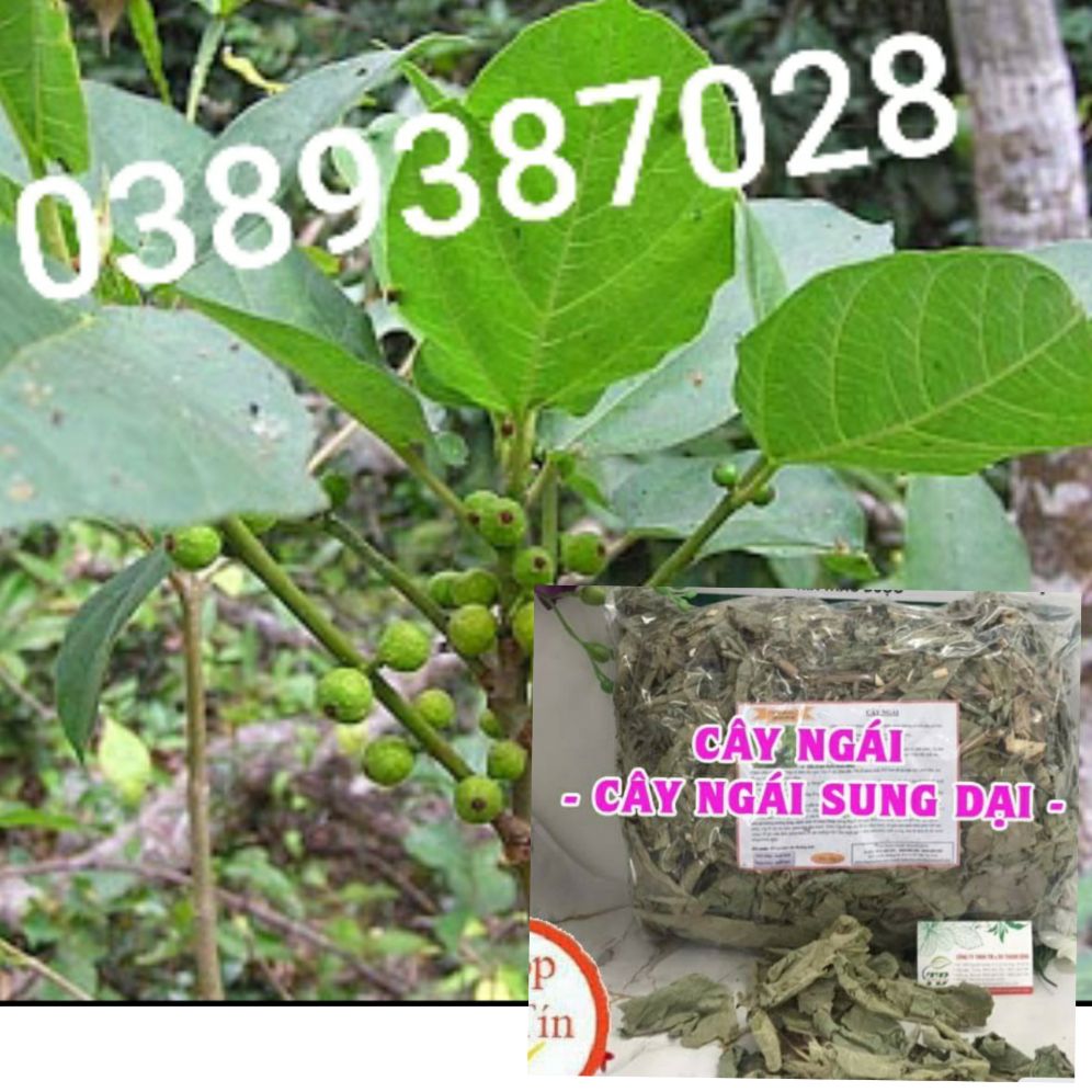 cây sung ngái rừng gồm(lá,thân)1kg