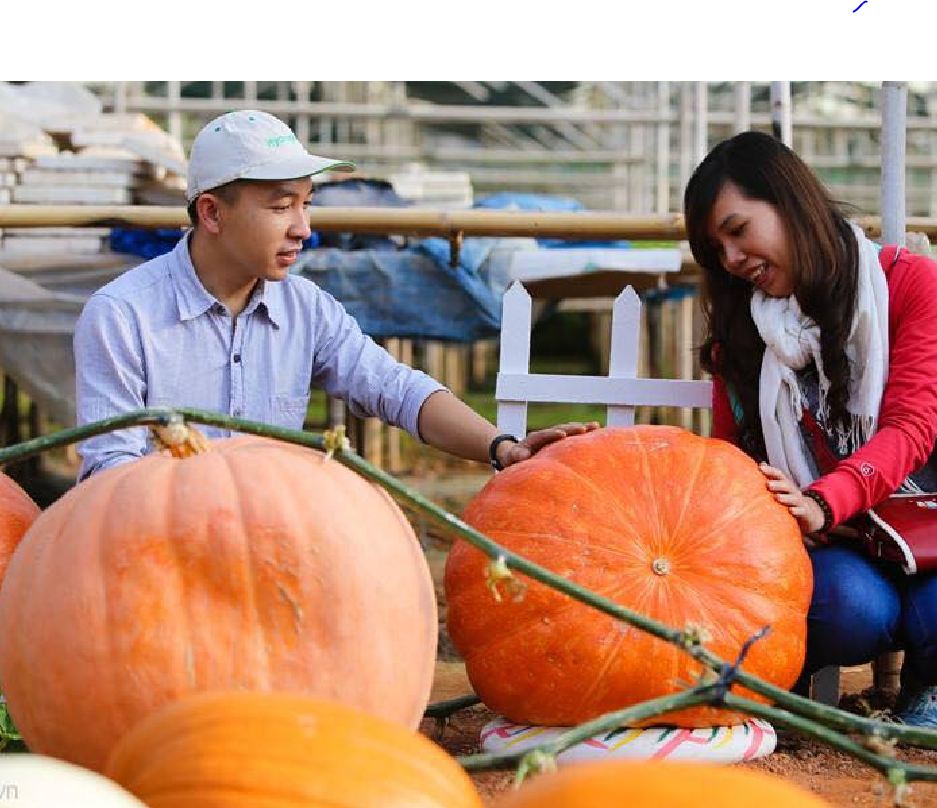 " Gói 5 "Hạt giống bí ngô khổng lồ ( bí đỏ khổng lồ ) [Seeds]