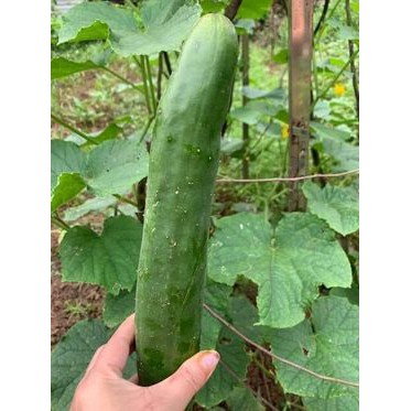 Dưa Chuột Nhật Hạt Lép F1