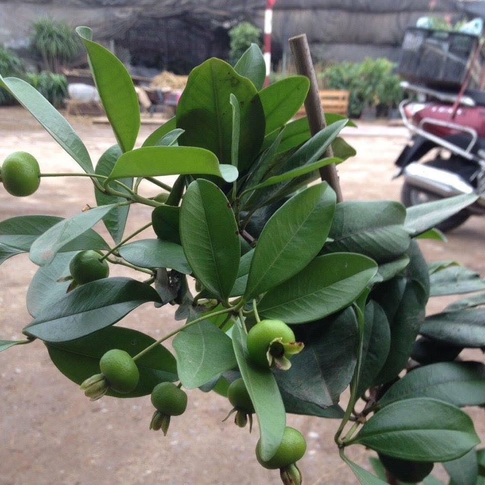 Cây Cherry Brazil siêu xinh