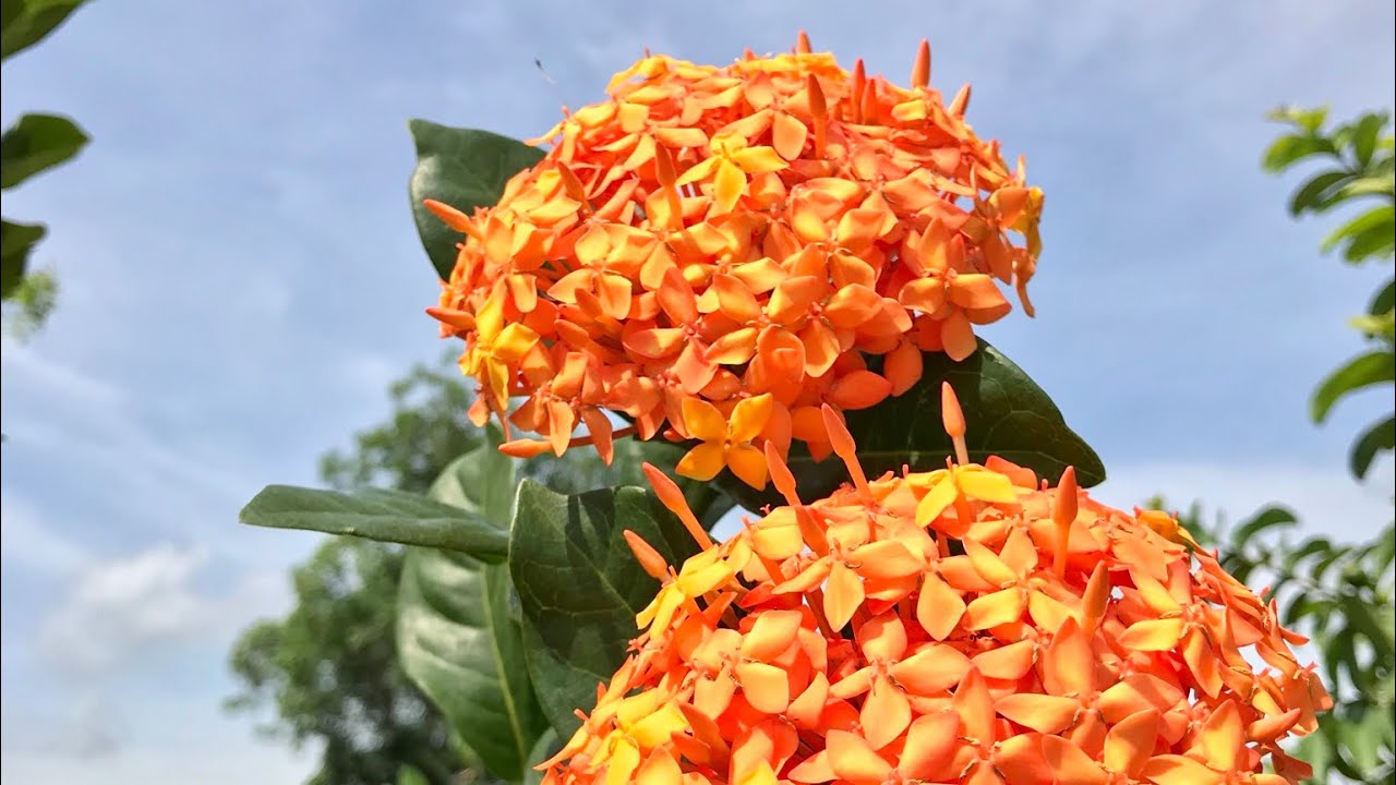 Mẫu Đơn Mỹ Cam - Cây Bông Trang Cam