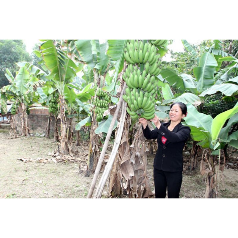 CÂY GIỐNG CHUỐI TIÊU CẤY MÔ (cây giống có bảo hành )