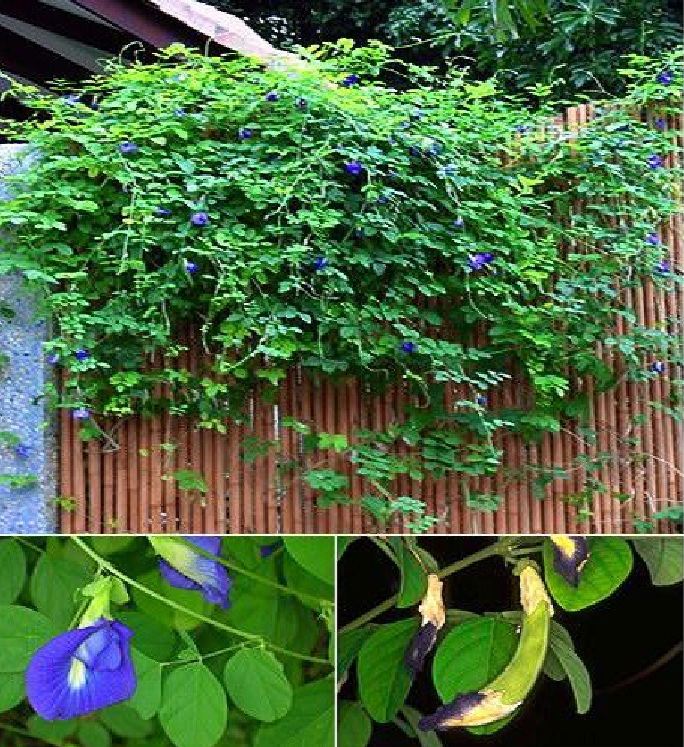 Hạt giống hoa đậu biếc hoa cánh đơn - Gói 20 Hạt