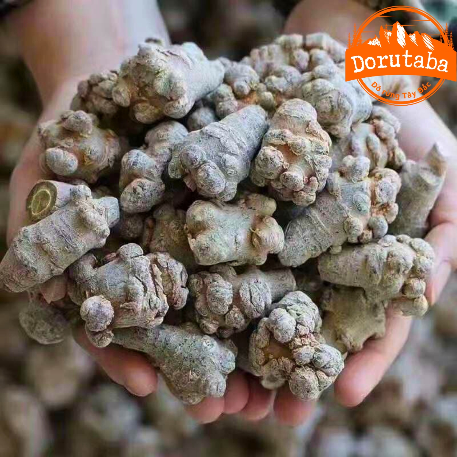 Củ Tam thất Bắc rừng khô loại 1 to, già, đặc biệt 32 củ/kg từ củ tam thất bắc tươi. Tam thất hoang củ khô vùng núi cao Tây Bắc