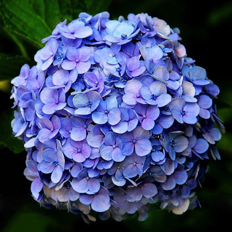 Mixed Color Hydrangea seeds