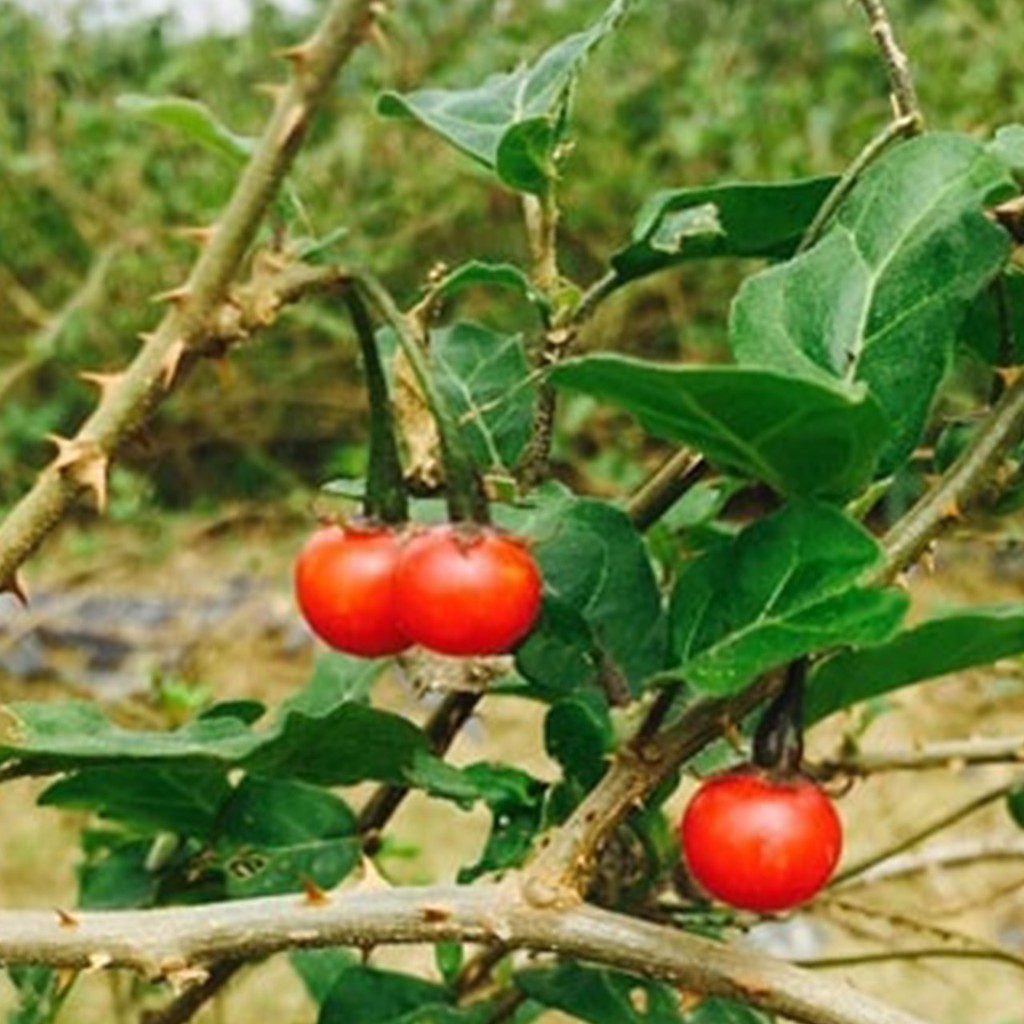 Cà gai leo 1kg