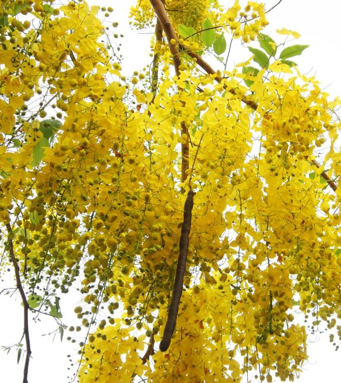 Hạt giống hoa muông hoàng yến ( gói 50 hạt) - VTNT1