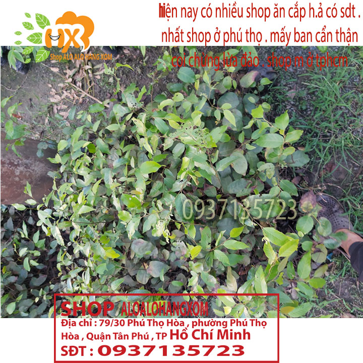 combo 5 cây sao đen -cây giống