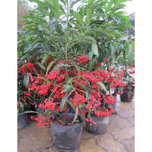 Giá Gốc - Cây kim ngân lượng