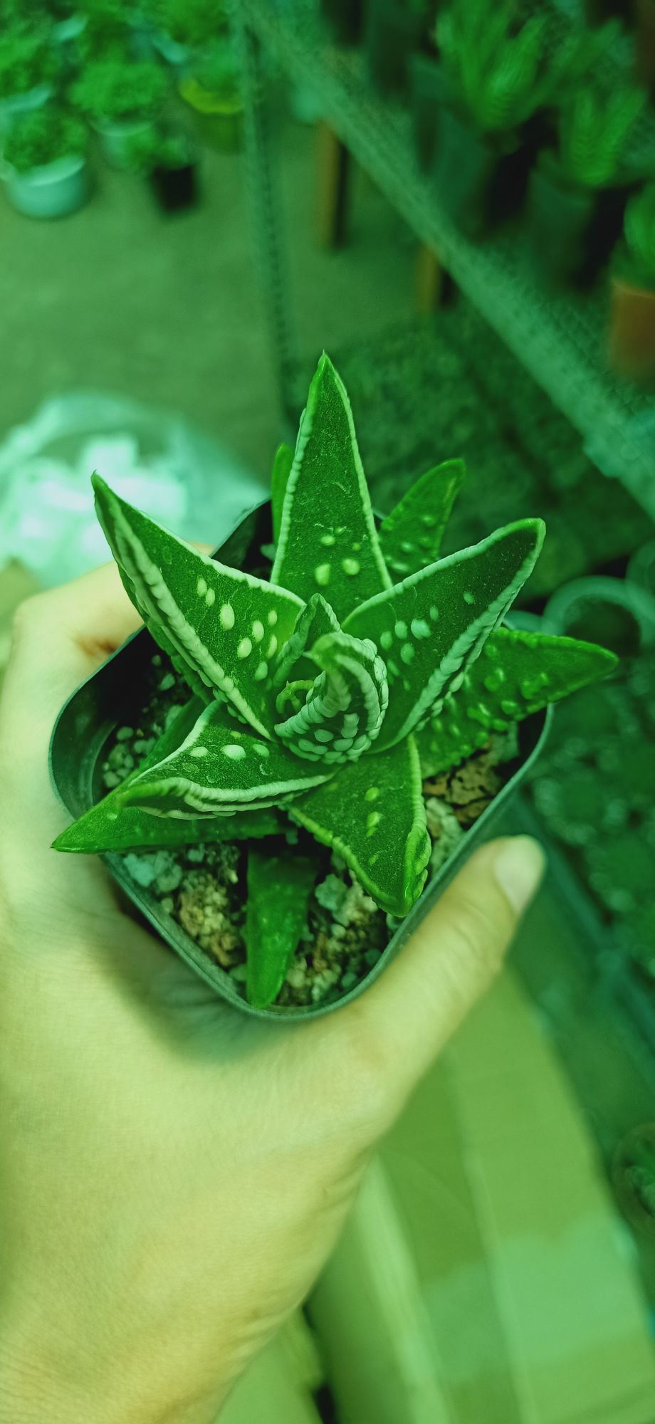 sen đá nha đam đốm trắng