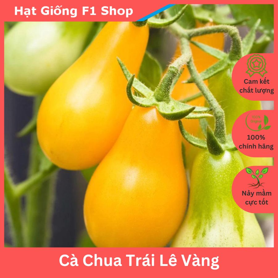 Hạt Giống Cà Chua Trái Lê Vàng Sai Trái
